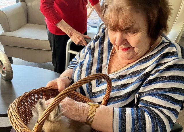 Resident enjoying a petting zoo visit with a rabbit at Holbeach Meadows Care Home in Holbeach, Lincolnshire.